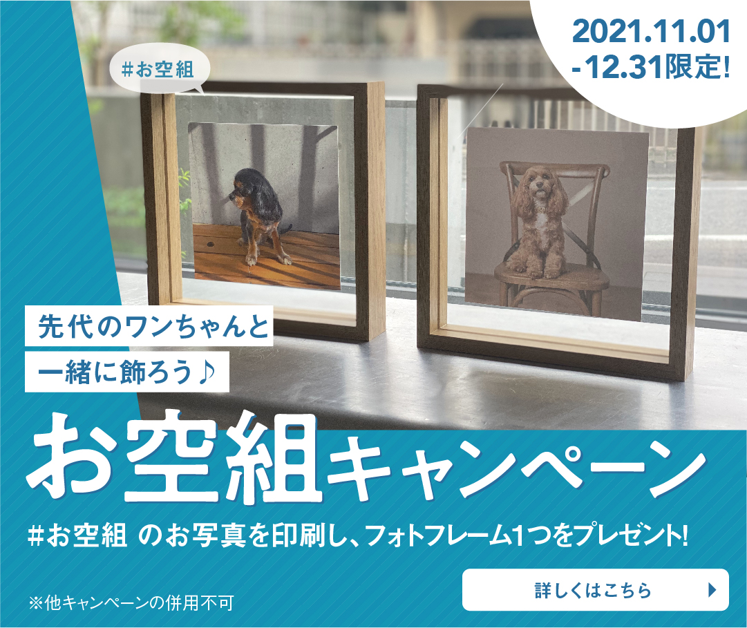 シニア犬キャンペーン！15800円→9,800円