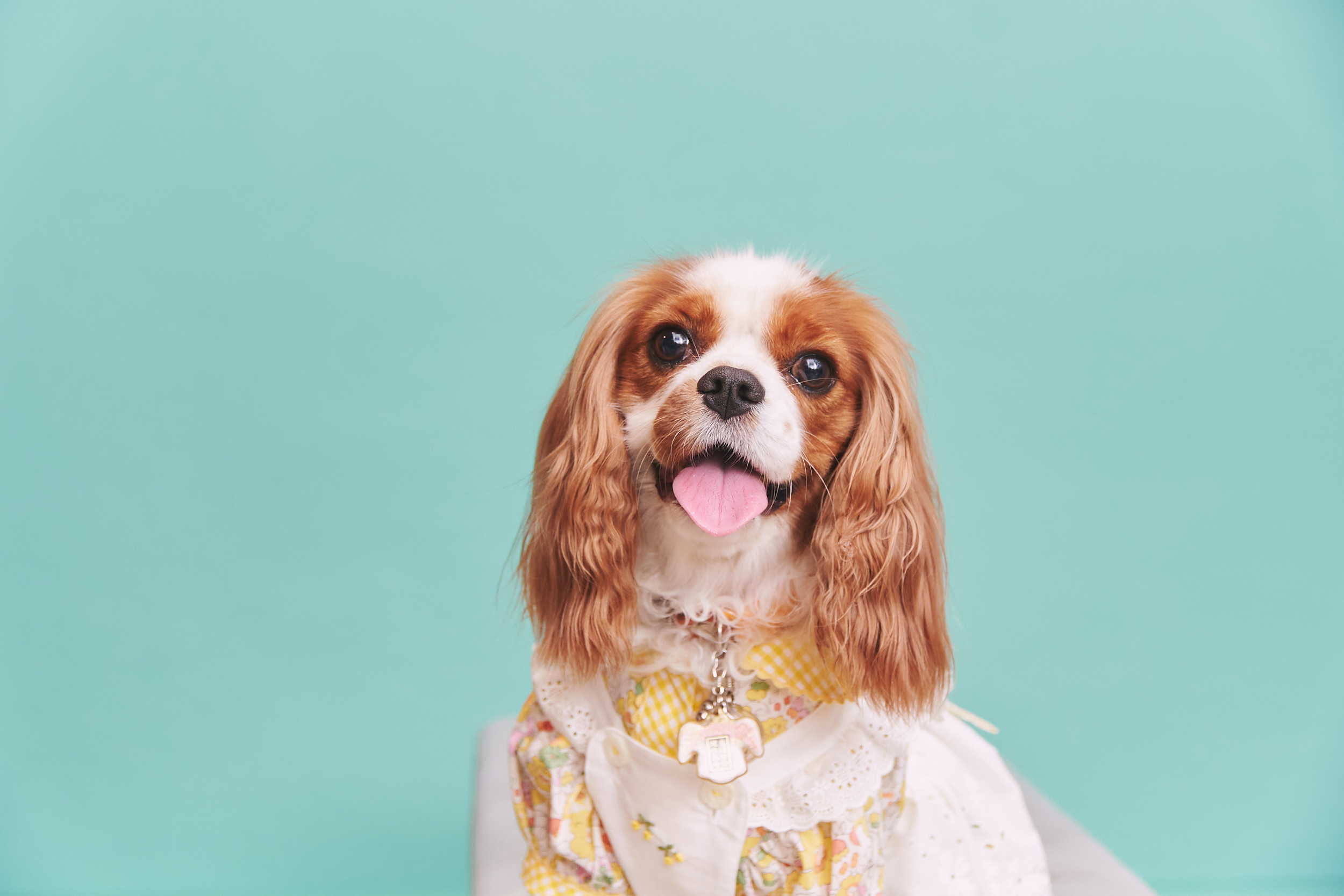 LP_犬友